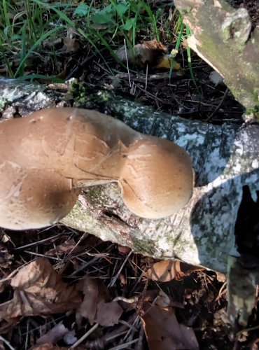 BŘEZOVNÍK OBECNÝ (Piptoporus betulinis) FOTO: Marta Knauerová, 2022