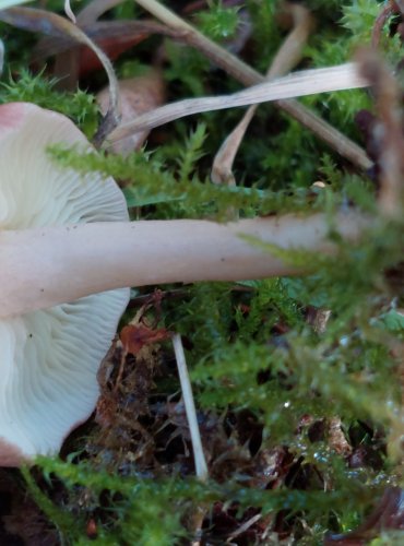 ČIRŮVKA MASOVÁ (Rugosomyces carneus) FOTO: Marta Knauerová, 2022