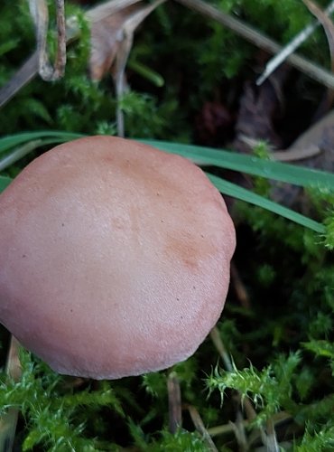 ČIRŮVKA MASOVÁ (Rugosomyces carneus) FOTO: Marta Knauerová, 2022