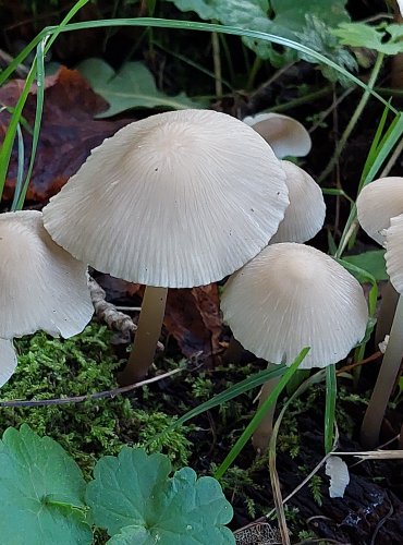 HELMOVKA TUHONOHÁ (Mycena galericulata) FOTO: Marta Knauerová, 2022