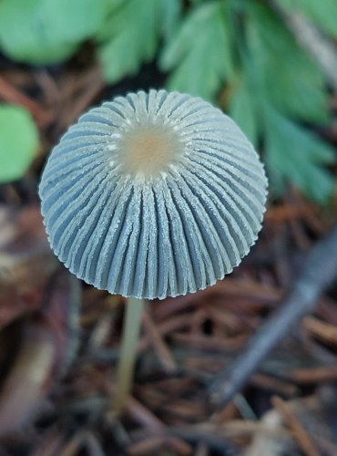 HNOJNÍK z okruhu HNOJNÍKU ŘASNATÉHO (Parasola plicatilis) FOTO: Marta Knauerová, 2022
