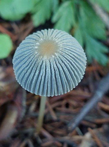 HNOJNÍK z okruhu HNOJNÍKU ŘASNATÉHO (Parasola plicatilis agg.) FOTO: Marta Knauerová, 2022