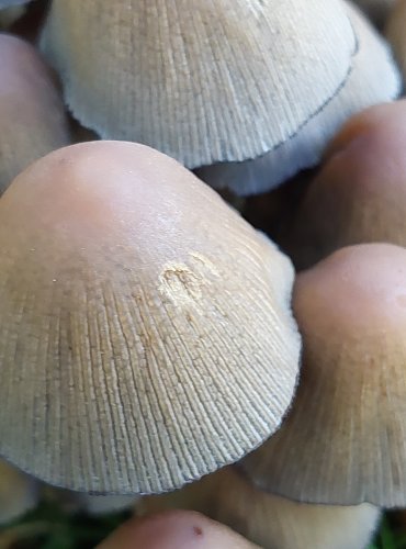 HNOJNÍK TŘPYTIVÝ (Coprinellus micaceus), omytý deštěm, FOTO: Marta Knauerová, 2022