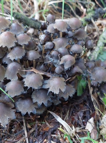 HNOJNÍK TŘPYTIVÝ (Coprinellus micaceus), omytý deštěm, FOTO: Marta Knauerová, 2022