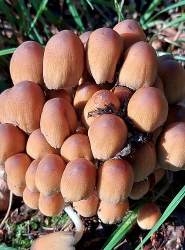 HNOJNÍK TŘPYTIVÝ (Coprinellus micaceus) FOTO: Marta Knauerová, 2022