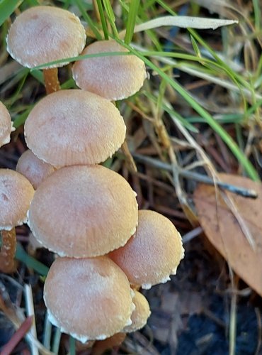 KRŽATKA POPRÁŠENÁ (Tubaria conspersa) FOTO: Marta Knauerová, 2022