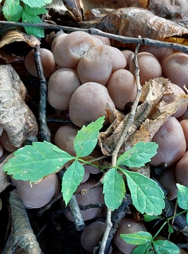 KŘEHUTKA ČOKOLÁDOVÁ (Psathyrella spadicea) FOTO: Marta Knauerová, 2022