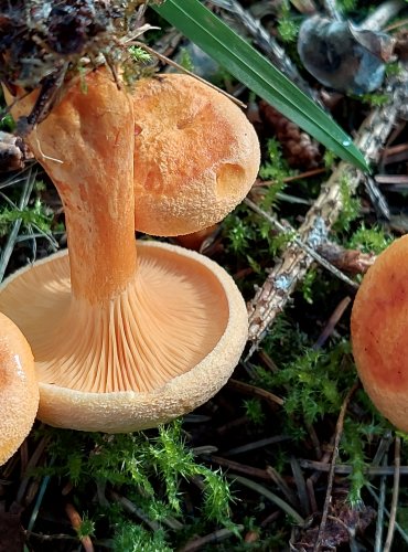 LIŠTIČKA POMERANČOVÁ (Hygrophoropsis aurantiaca) FOTO: Marta Knauerová, 2022