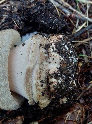 MUCHOMŮRKA RŮŽOVKA (Amanita rubescens) FOTO: Marta Knauerová, 2022