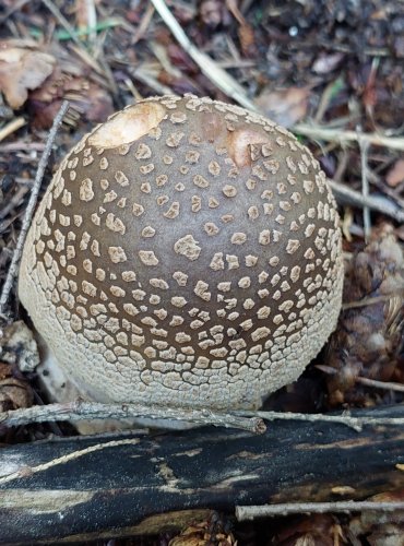 MUCHOMŮRKA RŮŽOVKA (Amanita rubescens) FOTO: Marta Knauerová, 2022