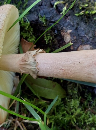 MUCHOMŮRKA RŮŽOVKA (Amanita rubescens) FOTO: Marta Knauerová, 2022