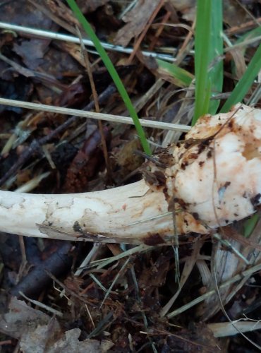 POŠVATKA PLAVÁ neboli muchomůrka  ryšavá (Amanita fulva) FOTO: Marta Knauerová, 2022