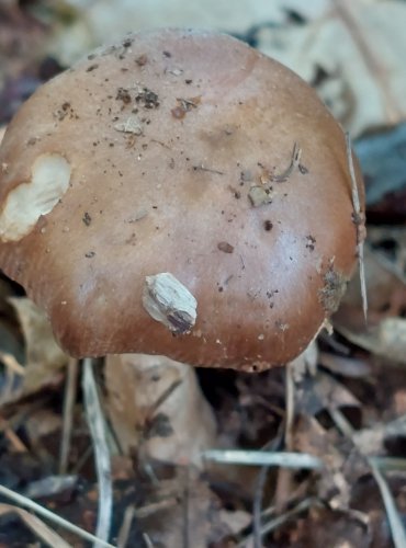 POŠVATKA PLAVÁ neboli Muchomůrka  ryšavá (Amanita fulva) FOTO: Marta Knauerová, 2022