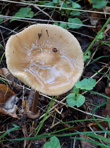 SLIZEČKA OCASATÁ neboli PENÍZOVKA KOŘENUJÍCÍ (Oudemansiella radicata) FOTO: Marta Knauerová, 2022