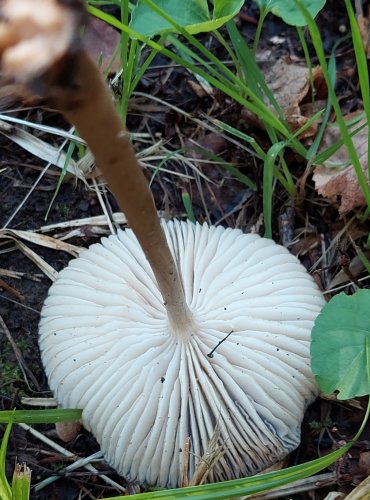 SLIZEČKA OCASATÁ neboli PENÍZOVKA KOŘENUJÍCÍ (Oudemansiella radicata) FOTO: Marta Knauerová, 2022