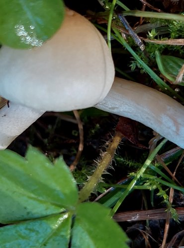 ŠŤAVNATKA HEDRYCHOVA (Hygrophorus hedrychii) EN – ohrožený druh, FOTO: Marta Knauerová, 2022