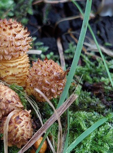 ŠUPINOVKA KOSTRBATÁ (Pholiota squarrosa) FOTO: Marta Knauerová, 2022