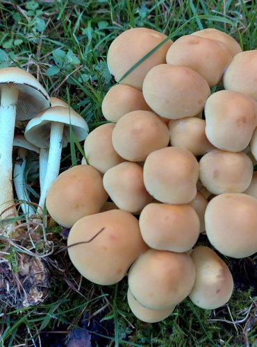 TŘEPENITKA SVAZČITÁ (Hypholoma fasciculare) FOTO: Marta Knauerová, 2022