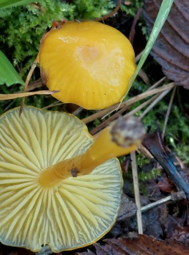 VOSKOVKA SLIZONOHÁ (Hygrocybe glutinipes) DD – druh, o němž jsou z hlediska jeho ohrožení nedostatečné údaje, FOTO: Marta Knauerová, 2022