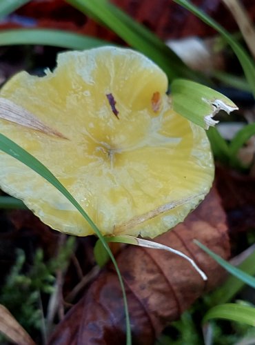 VOSKOVKA SLIZONOHÁ (Hygrocybe glutinipes) DD – druh, o němž jsou z hlediska jeho ohrožení nedostatečné údaje, FOTO: Marta Knauerová, 2022