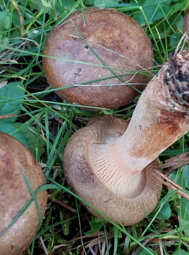 ČECHRATKA PODVINUTÁ (Paxillus involutus) FOTO: Marta Knauerová, 2022