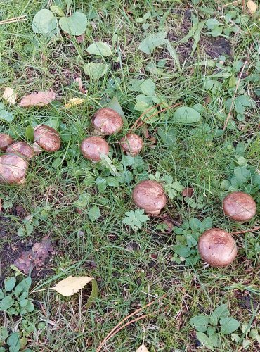 ČECHRATKA PODVINUTÁ (Paxillus involutus) FOTO: Marta Knauerová, 2022