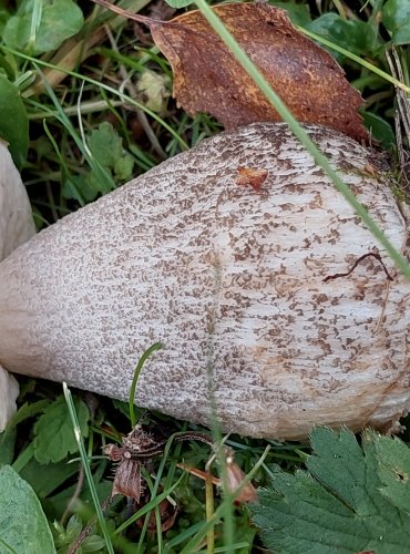 KOZÁK BŘEZOVÝ (Leccinum scabrum) FOTO: Marta Knauerová, 2022