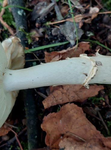 MUCHOMŮRKA TYGROVANÁ (Amanita pantherina) FOTO: Marta Knauerová, 2022