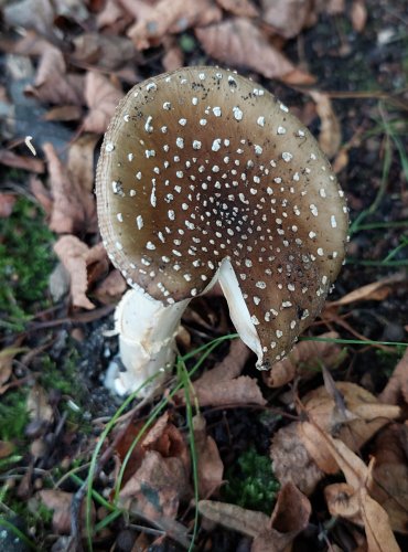 MUCHOMŮRKA TYGROVANÁ (Amanita pantherina) FOTO: Marta Knauerová, 2022