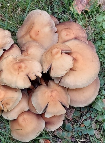 TŘEPENITKA SVAZČITÁ (Hypholoma fasciculare) FOTO: Marta Knauerová, 2022