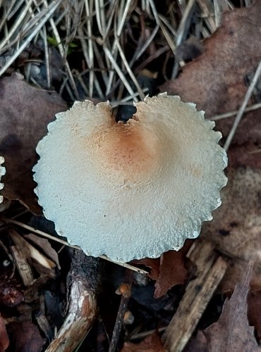 BEDLA VLNATÁ (Lepiota clypeolaria) FOTO: Marta Knauerová, 2022