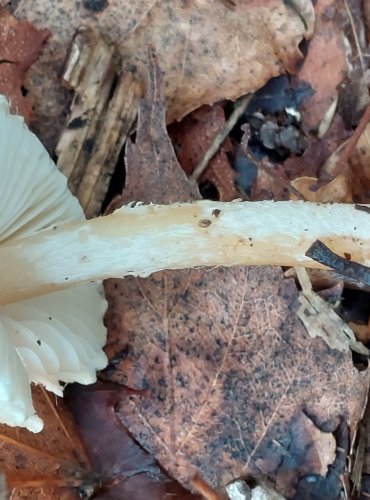 BEDLA VLNATÁ (Lepiota clypeolaria) FOTO: Marta Knauerová, 2022