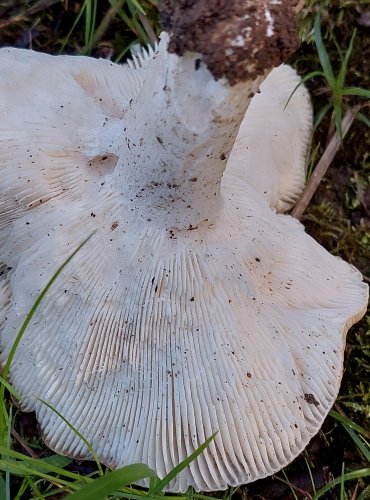 HOLUBINKA SIVÁ (Russula medullata) FOTO: Marta Knauerová, 2022