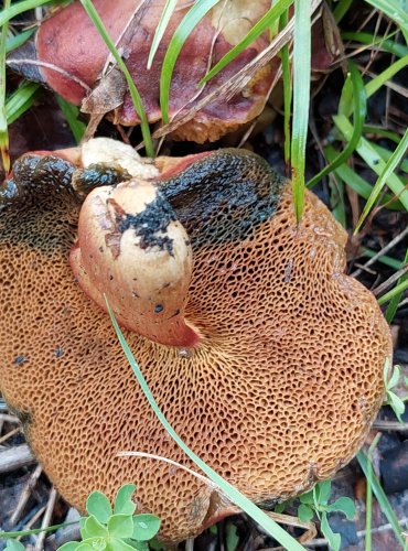 HŘIB PEPRNÝ (Chalciporus piperatus) FOTO: Marta Knauerová, 2022