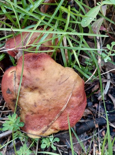 HŘIB PEPRNÝ (Chalciporus piperatus) FOTO: Marta Knauerová, 2022