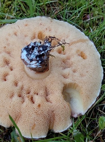 KLOUZEK OBECNÝ (Suillus luteus) FOTO: Marta Knauerová, 2022