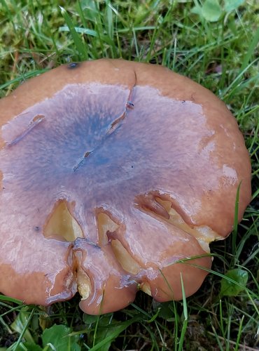 KLOUZEK OBECNÝ (Suillus luteus) FOTO: Marta Knauerová, 2022