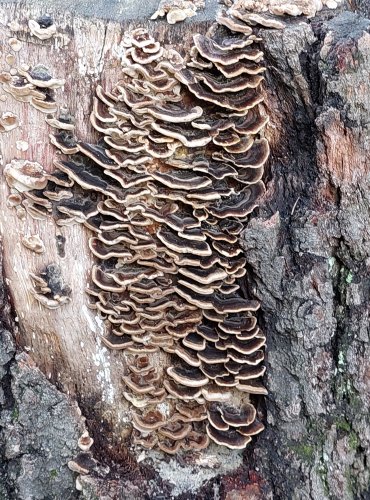 OUTKOVKA PESTRÁ (Trametes versicolor) FOTO: Marta Knauerová, 2022