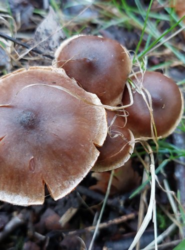 PAVUČINEC z podrodu pásenka (Telamonia), FOTO: Marta Knauerová, 2022