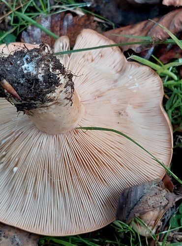 RYZEC BLEDÝ (Lactarius pallidus) FOTO: Marta Knauerová, 2022