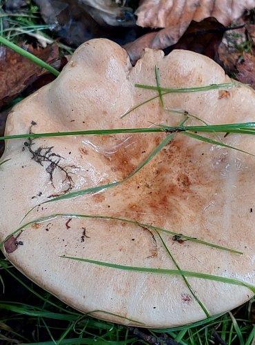 RYZEC BLEDÝ (Lactarius pallidus) FOTO: Marta Knauerová, 2022