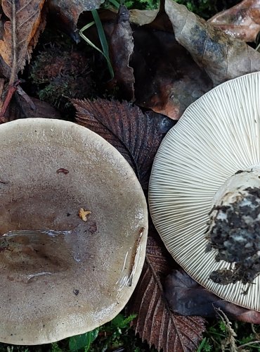 RYZEC KROUŽKATÝ = KRUHATÝ (Lactarius circellatus) FOTO: Marta Knauerová, 2022