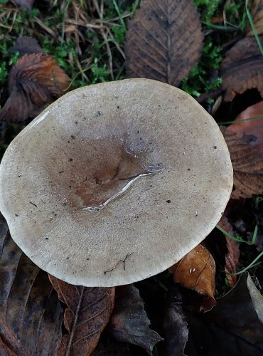 RYZEC KROUŽKATÝ = KRUHATÝ (Lactarius circellatus) FOTO: Marta Knauerová, 2022