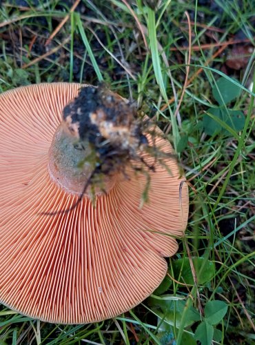 RYZEC SMRKOVÝ (Lactarius deterrimus) FOTO: Marta Knauerová, 2022