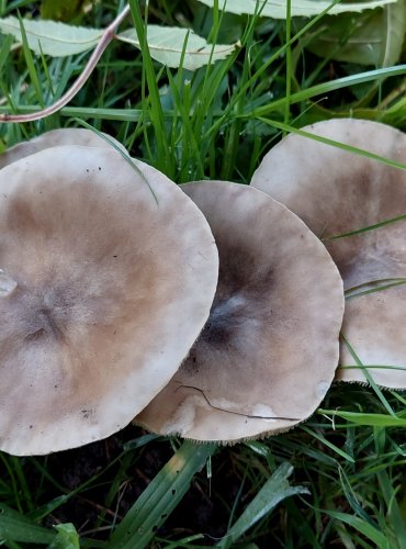 TMAVOBĚLKA bez bližšího určení (Melanoleuca sp.) FOTO: Marta Knauerová, 2022