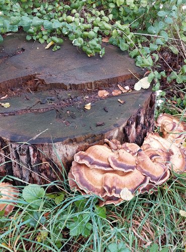 VĚJÍŘOVEC OBROVSKÝ (Meripilus giganteus) FOTO: Marta Knauerová, 2022