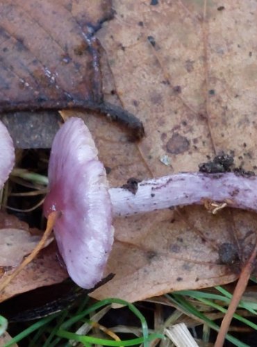 VLÁKNICE ZEMNÍ FIALOVÁ (Inocybe geophylla var. lilacina) FOTO: Marta Knauerová, 2022