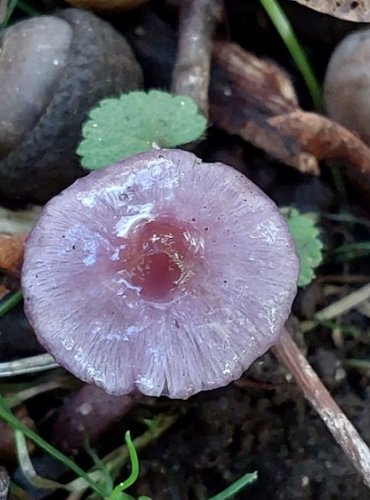 VLÁKNICE ZEMNÍ FIALOVÁ (Inocybe geophylla var. lilacina) FOTO: Marta Knauerová, 2022