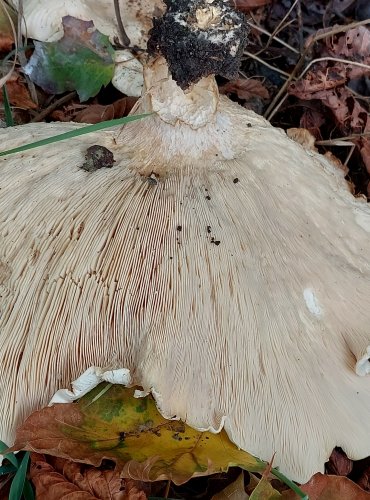 BĚLOČECHRATKA OBROVSKÁ (Leucopaxillus giganteus) FOTO: Marta Knauerová, 2022