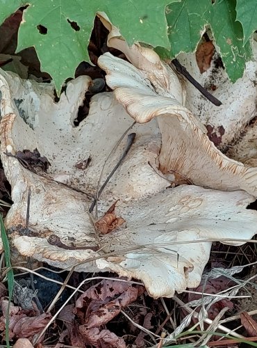 BĚLOČECHRATKA OBROVSKÁ (Leucopaxillus giganteus) FOTO: Marta Knauerová, 2022